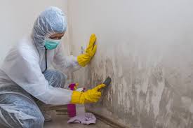 Best Water Damage & Mold Remediation  in Rainbow Springs, FL